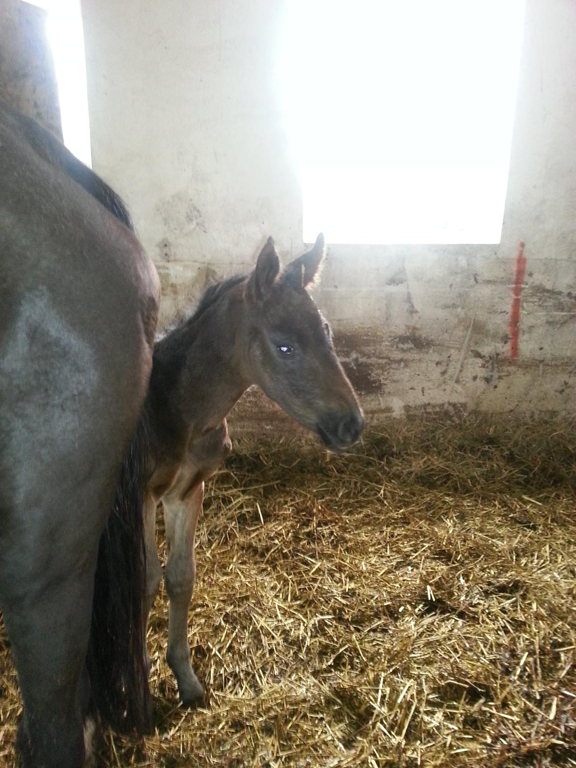 Anden særlig race Martinique billede 3