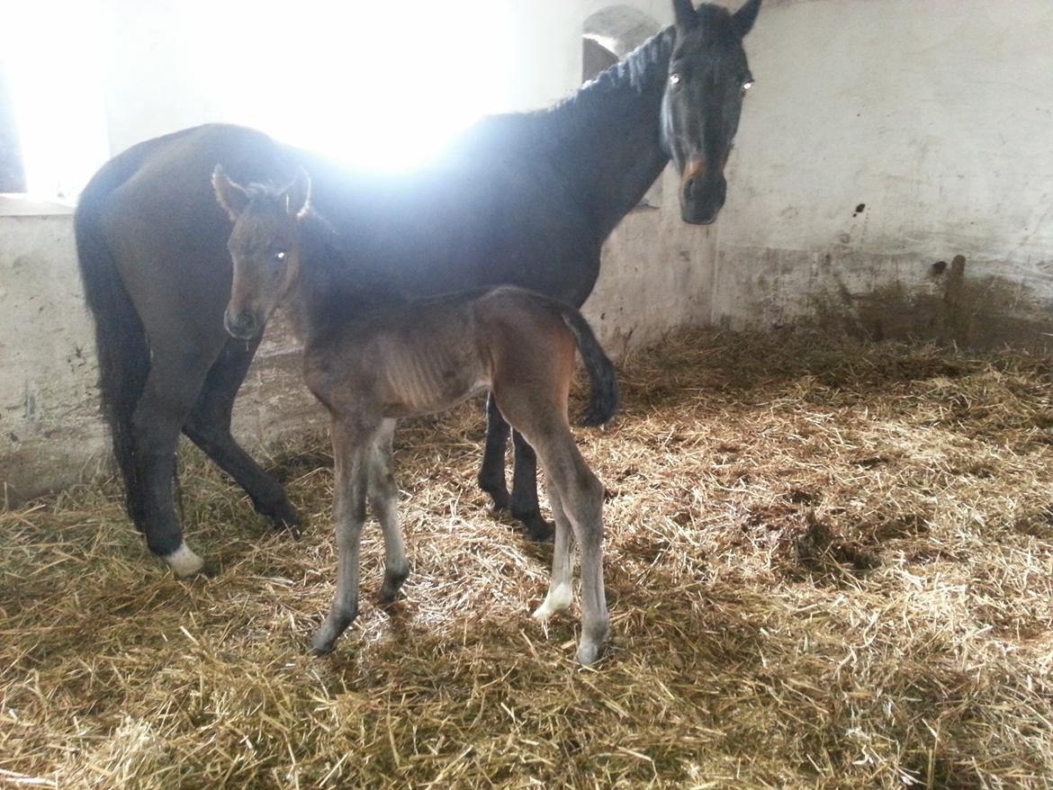 Anden særlig race Martinique billede 4
