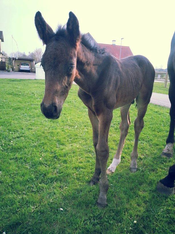 Anden særlig race Martinique billede 5