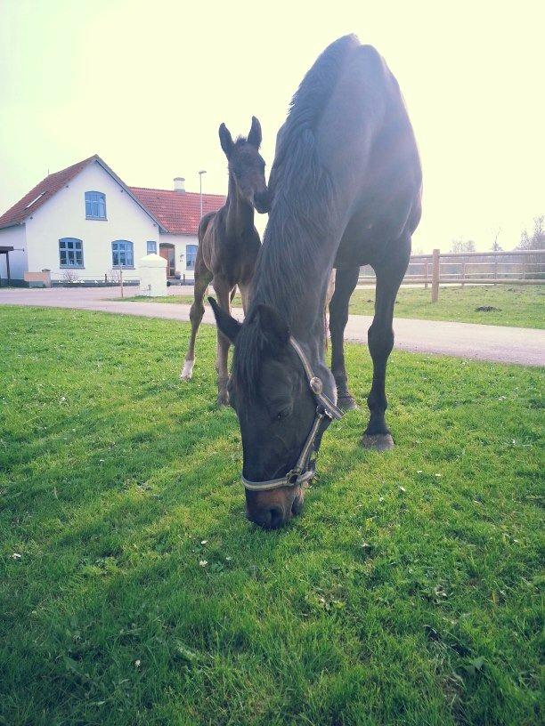 Anden særlig race Martinique billede 6