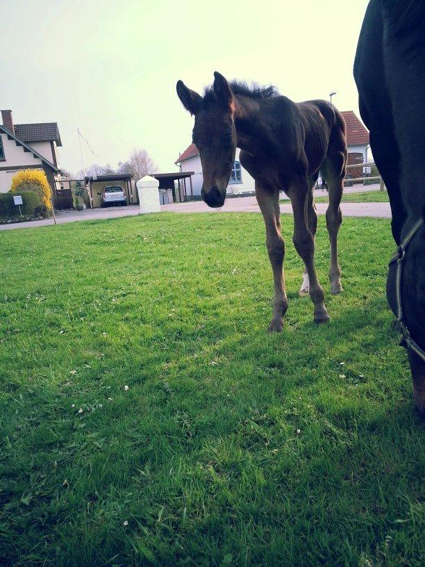 Anden særlig race Martinique billede 7