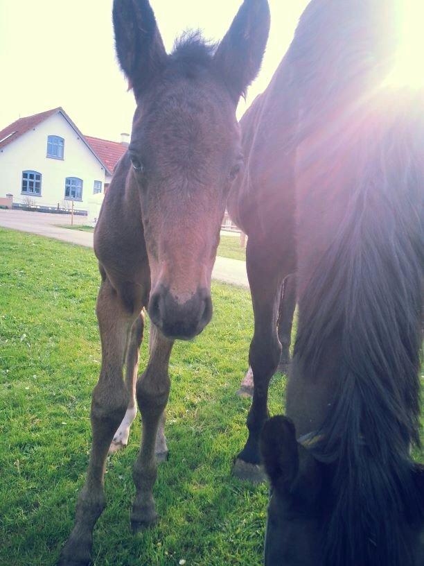 Anden særlig race Martinique billede 8