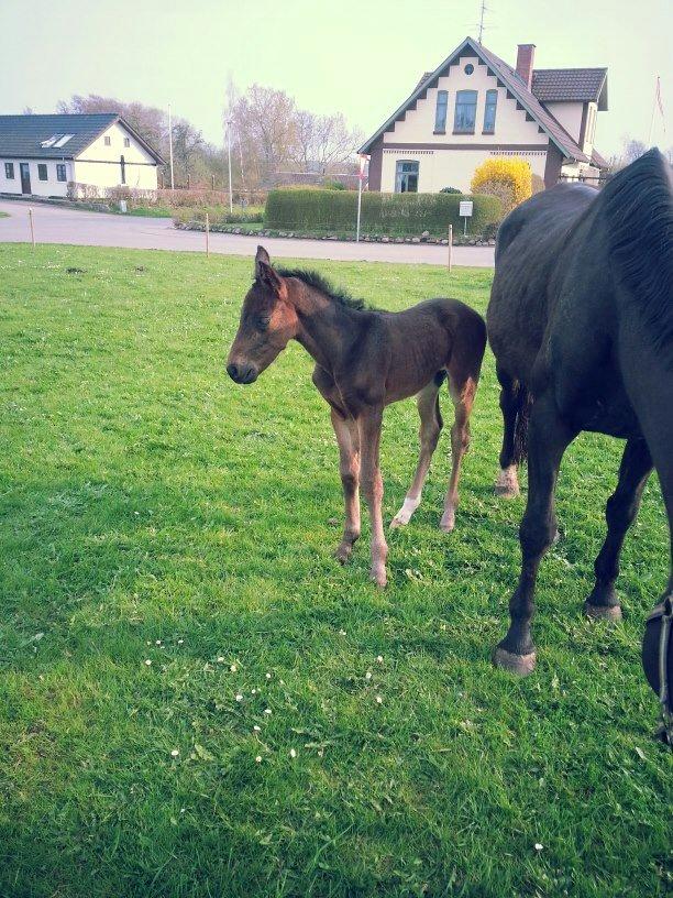 Anden særlig race Martinique billede 9