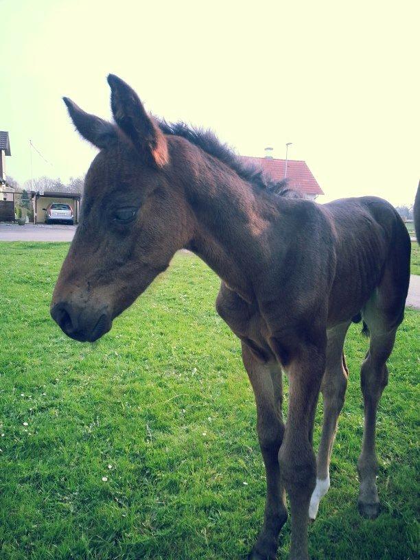 Anden særlig race Martinique billede 10
