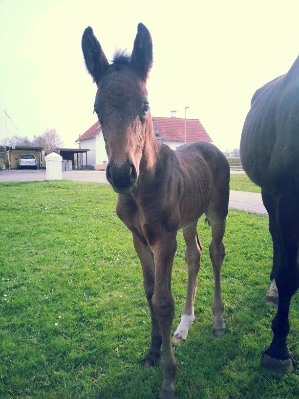 Anden særlig race Martinique billede 2