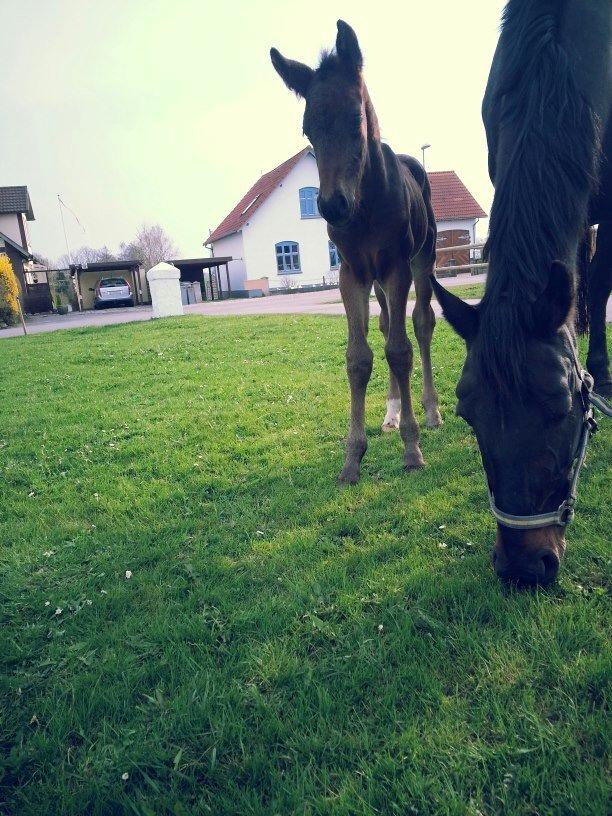 Anden særlig race Martinique billede 11
