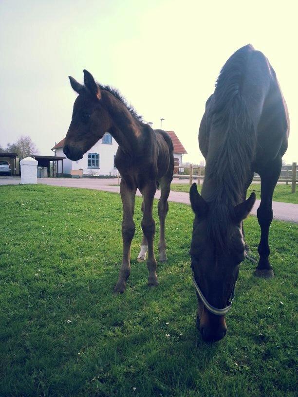 Anden særlig race Martinique billede 12