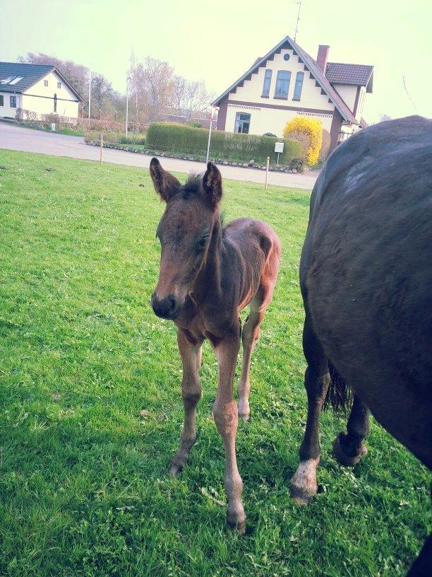 Anden særlig race Martinique billede 13