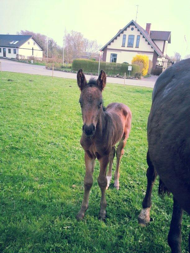 Anden særlig race Martinique billede 14