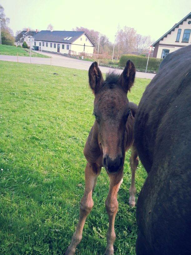 Anden særlig race Martinique billede 15