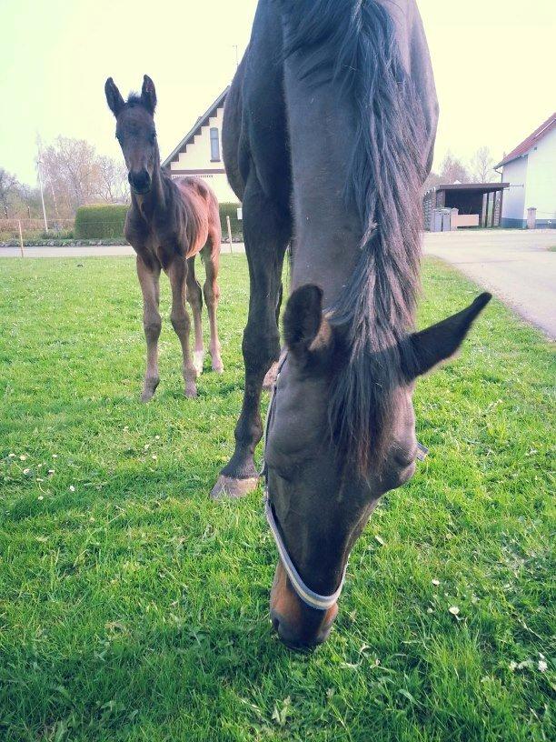 Anden særlig race Martinique billede 16