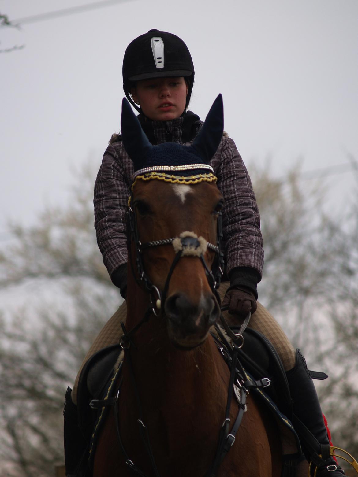 Dansk Varmblod Rikke*Stjerne* - Velkommen:) billede 1