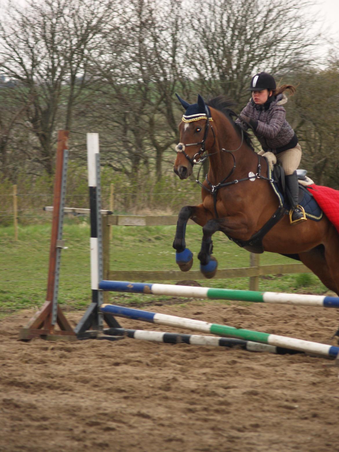 Dansk Varmblod Rikke*Stjerne* billede 3