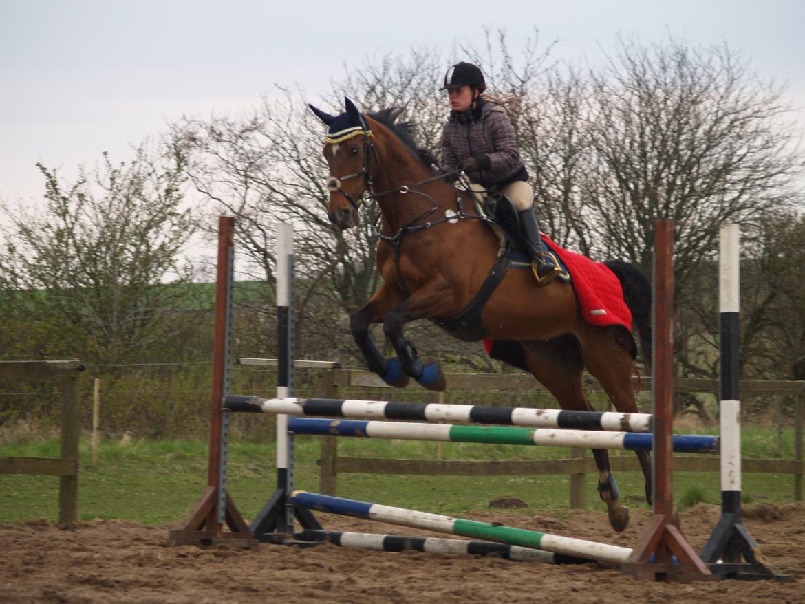 Dansk Varmblod Rikke*Stjerne* billede 4