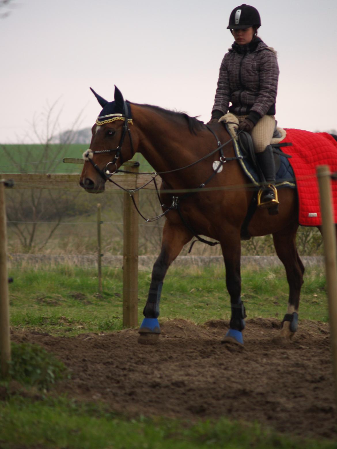 Dansk Varmblod Rikke*Stjerne* billede 7