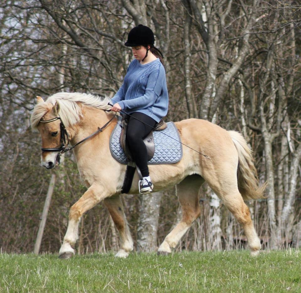 Anden særlig race Tøsen (-:. - Carina rider Tøsen for anden, forår 2013.
 billede 14