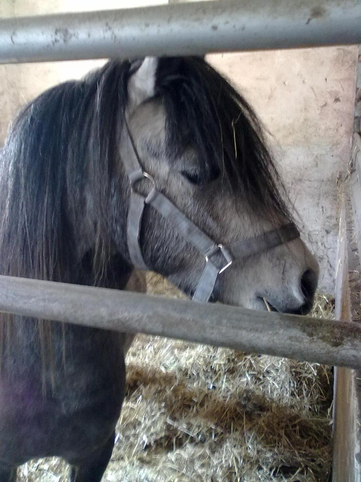 Welsh Mountain (sec A) Gribsvads Niam *sommer part* - Lige da han var kommet
04.05.13
Foto: Mig billede 3