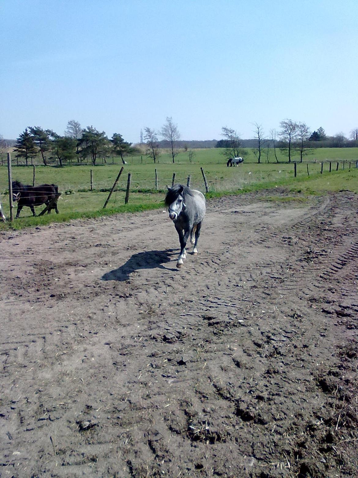 Welsh Mountain (sec A) Gribsvads Niam *sommer part* - Da han var kommet på fold
04.05.13
Foto: Mig billede 4