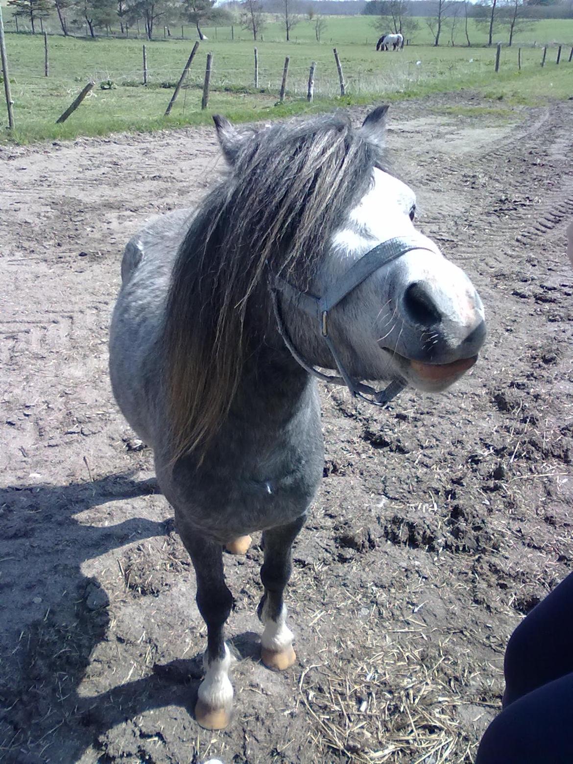 Welsh Mountain (sec A) Gribsvads Niam *sommer part* - Har i noget?<3
04.05.13
Foto: Mig billede 5