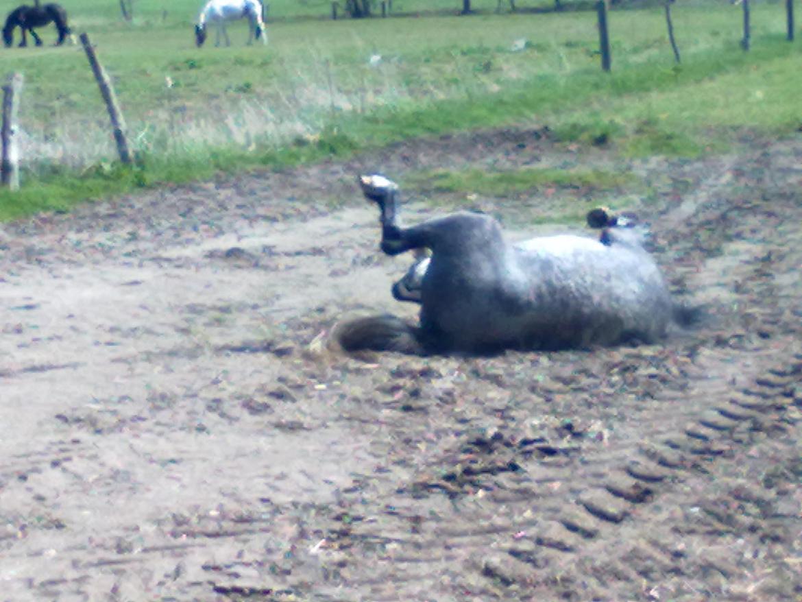 Welsh Mountain (sec A) Gribsvads Niam *sommer part* - Rulle rulle
04.05.13
Foto: Mig billede 6