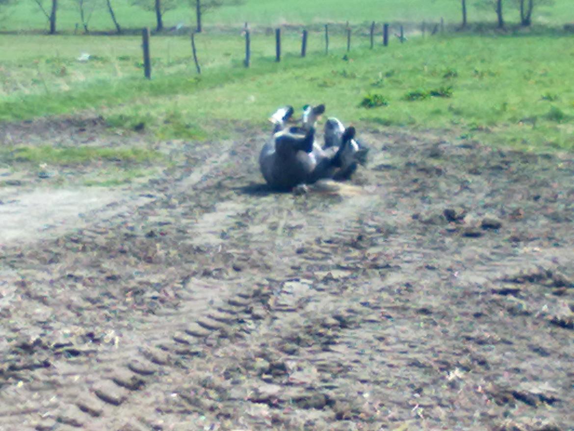 Welsh Mountain (sec A) Gribsvads Niam *sommer part* - Så ruller vi
04.05.13
Foto: Mig billede 7