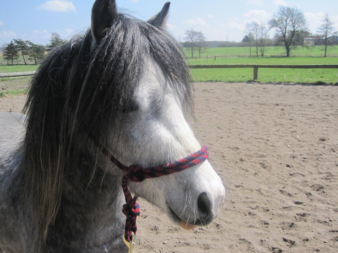 Welsh Mountain (sec A) Gribsvads Niam *sommer part* - Fra træning
05.05.13
Foto: Mig billede 8