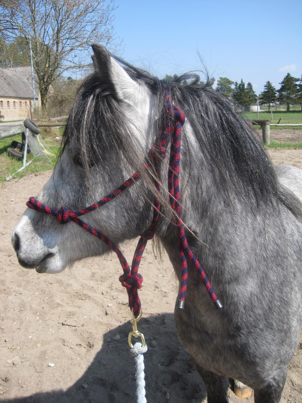 Welsh Mountain (sec A) Gribsvads Niam *sommer part* - Han er en rigtig fotomodel
05.05.13
Foto: Mig billede 9