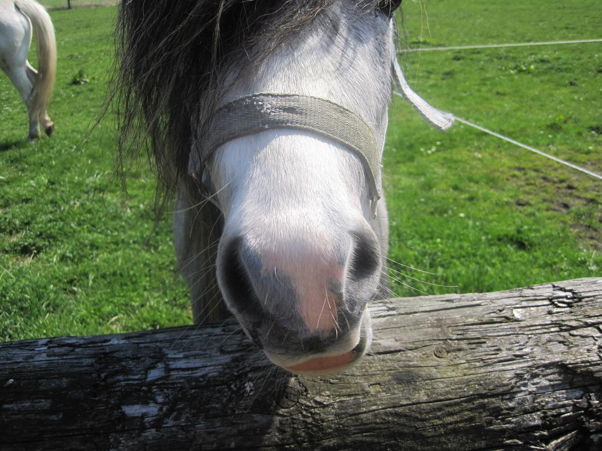 Welsh Mountain (sec A) Gribsvads Niam *sommer part* - Har du noget mere Rugbrød?
05.05.13
Foto: Mig billede 10
