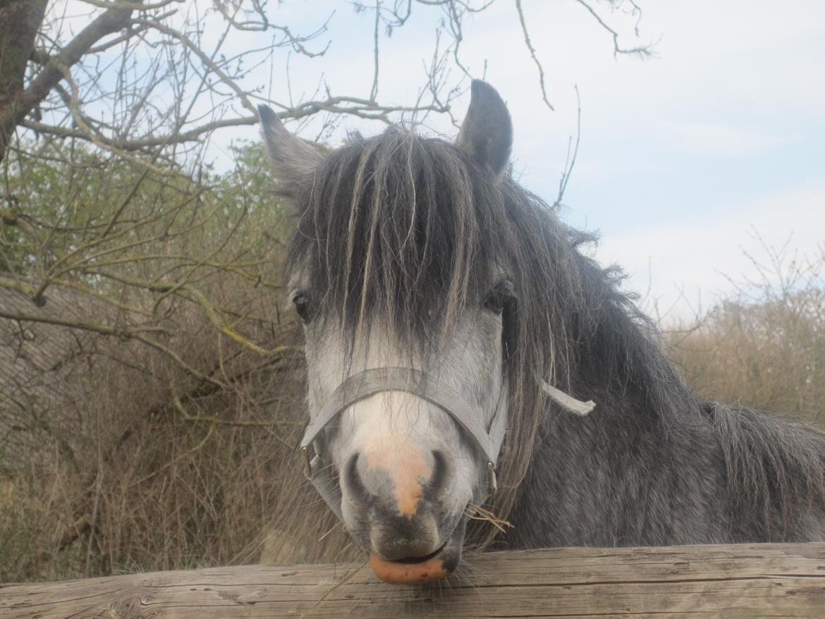 Welsh Mountain (sec A) Gribsvads Niam *sommer part* - Haløj. Han ser lidt sjov ud på det billed
06.05.13
Foto: Mig billede 11