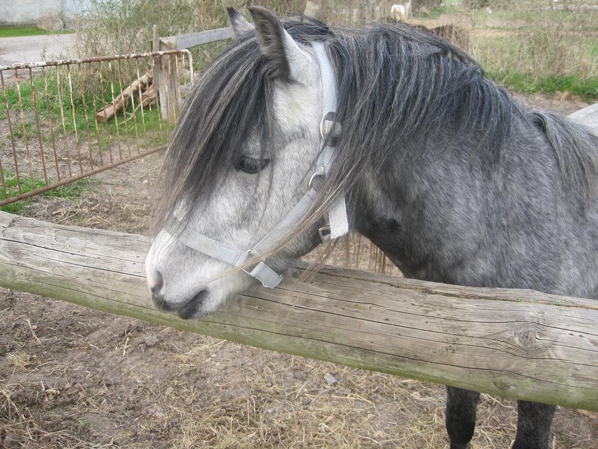 Welsh Mountain (sec A) Gribsvads Niam *sommer part* - Fotomodel
06.05.13
Foto: Mig billede 12
