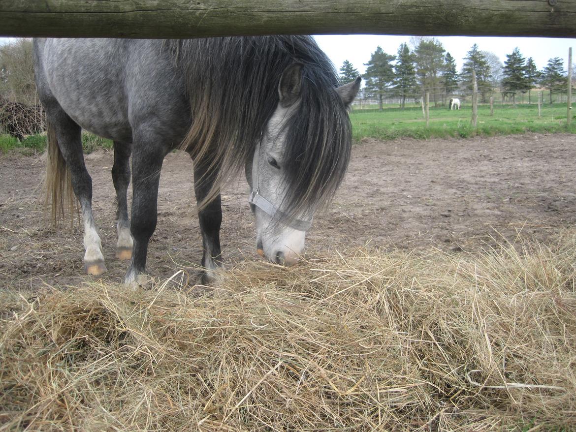 Welsh Mountain (sec A) Gribsvads Niam *sommer part* - Lige lidt mere hø
06.05.13
Foto: Mig billede 13