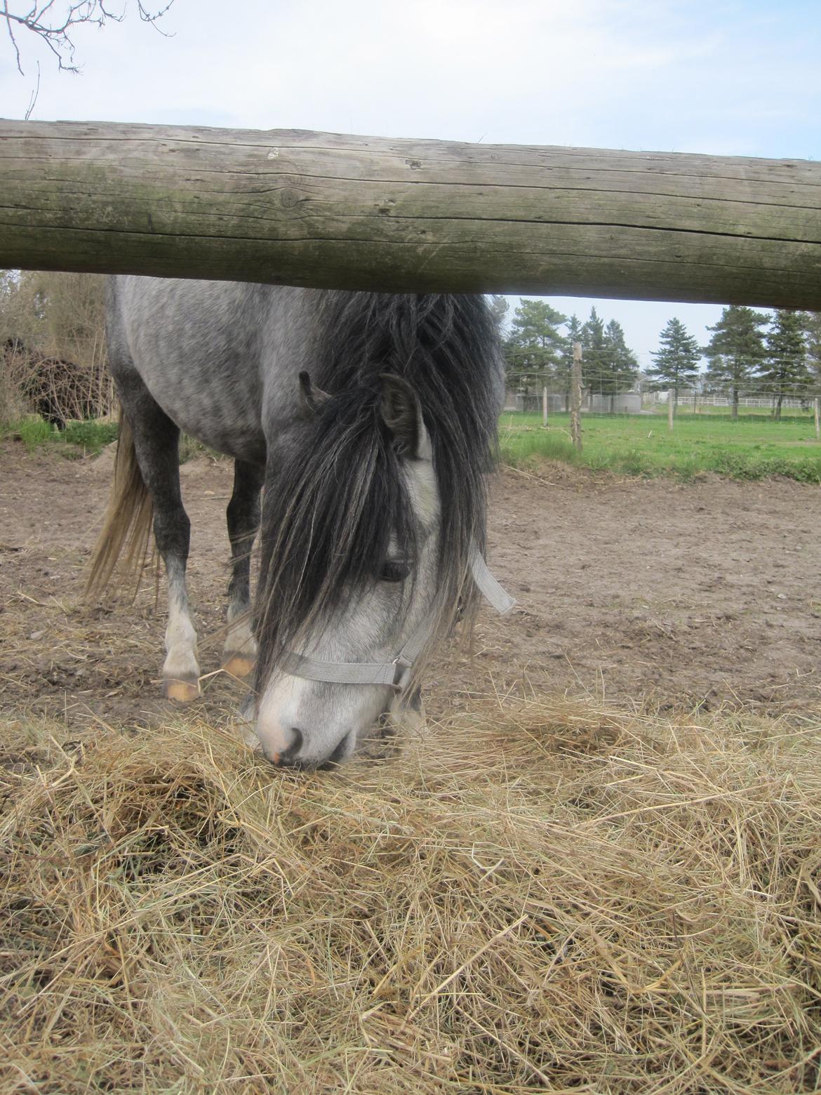 Welsh Mountain (sec A) Gribsvads Niam *sommer part* - Også spiser vi lige noget mere hø haha
06.05.13
Foto: Mig billede 14