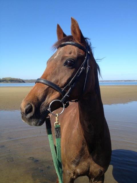 New Forest Jordy billede 13