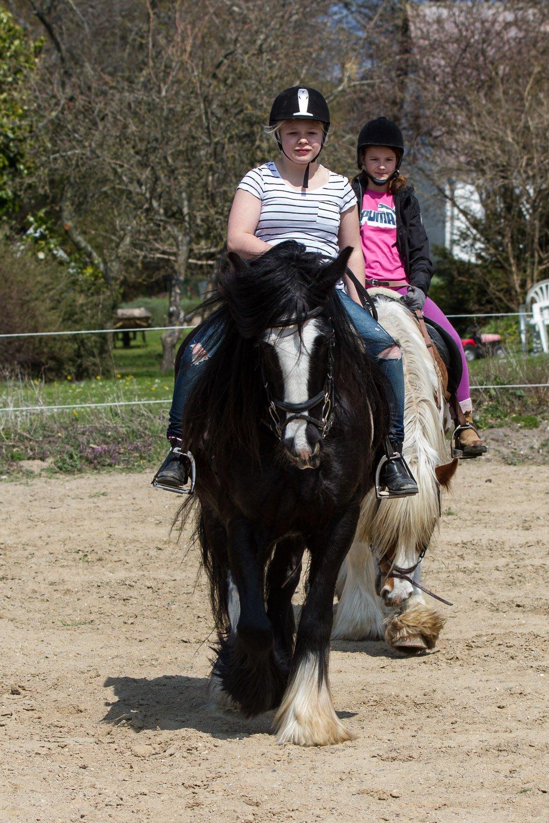 Irish Cob Enyalil (tidl hest) billede 11