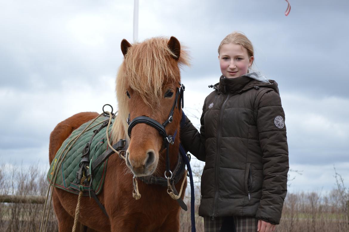 Islænder Gudrun fra Lyskjær billede 1