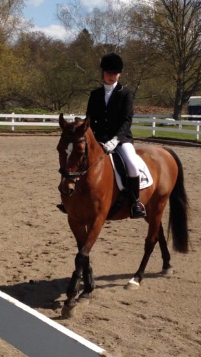 Anden særlig race Dinar - Første stævne sammen, og første stævne for Dinar billede 16