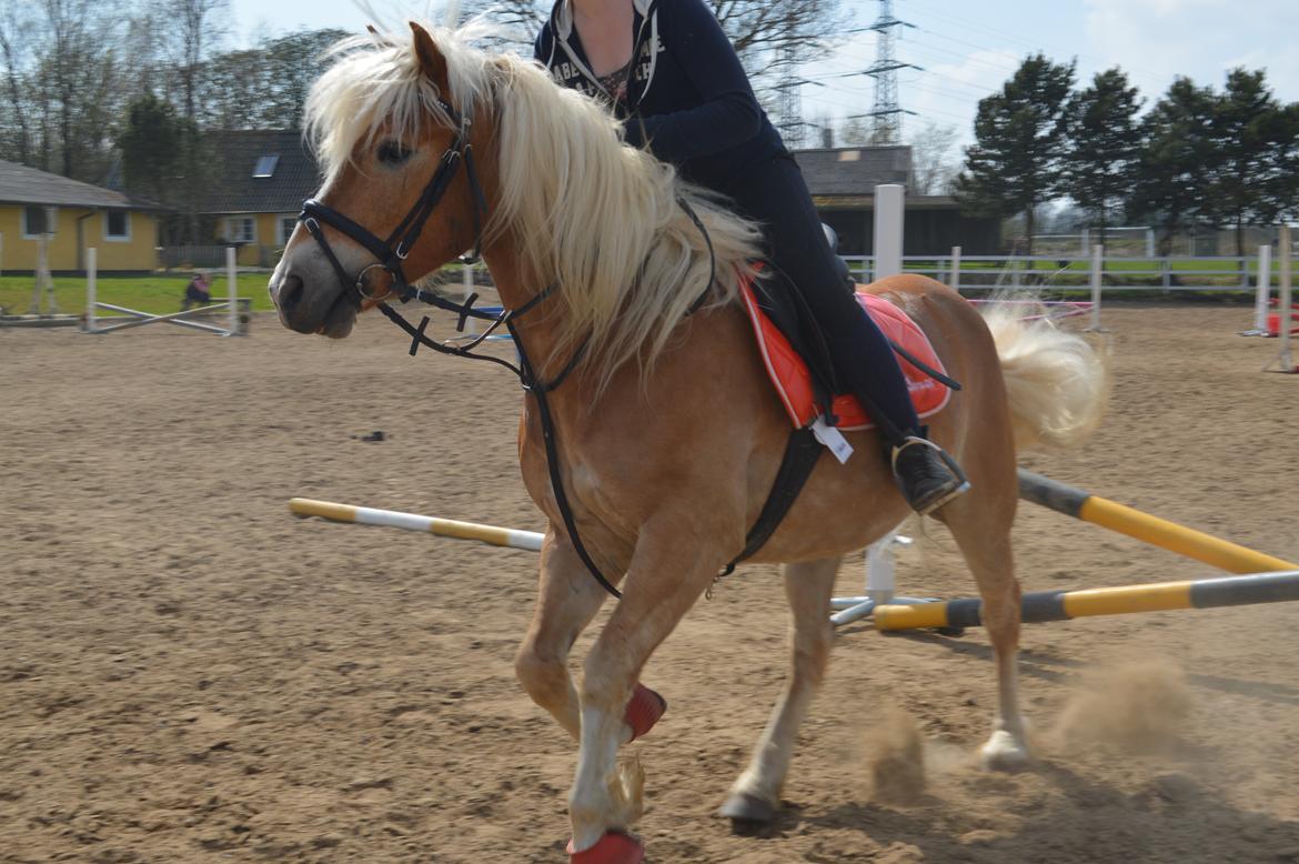 Tyroler Haflinger stuwart billede 25