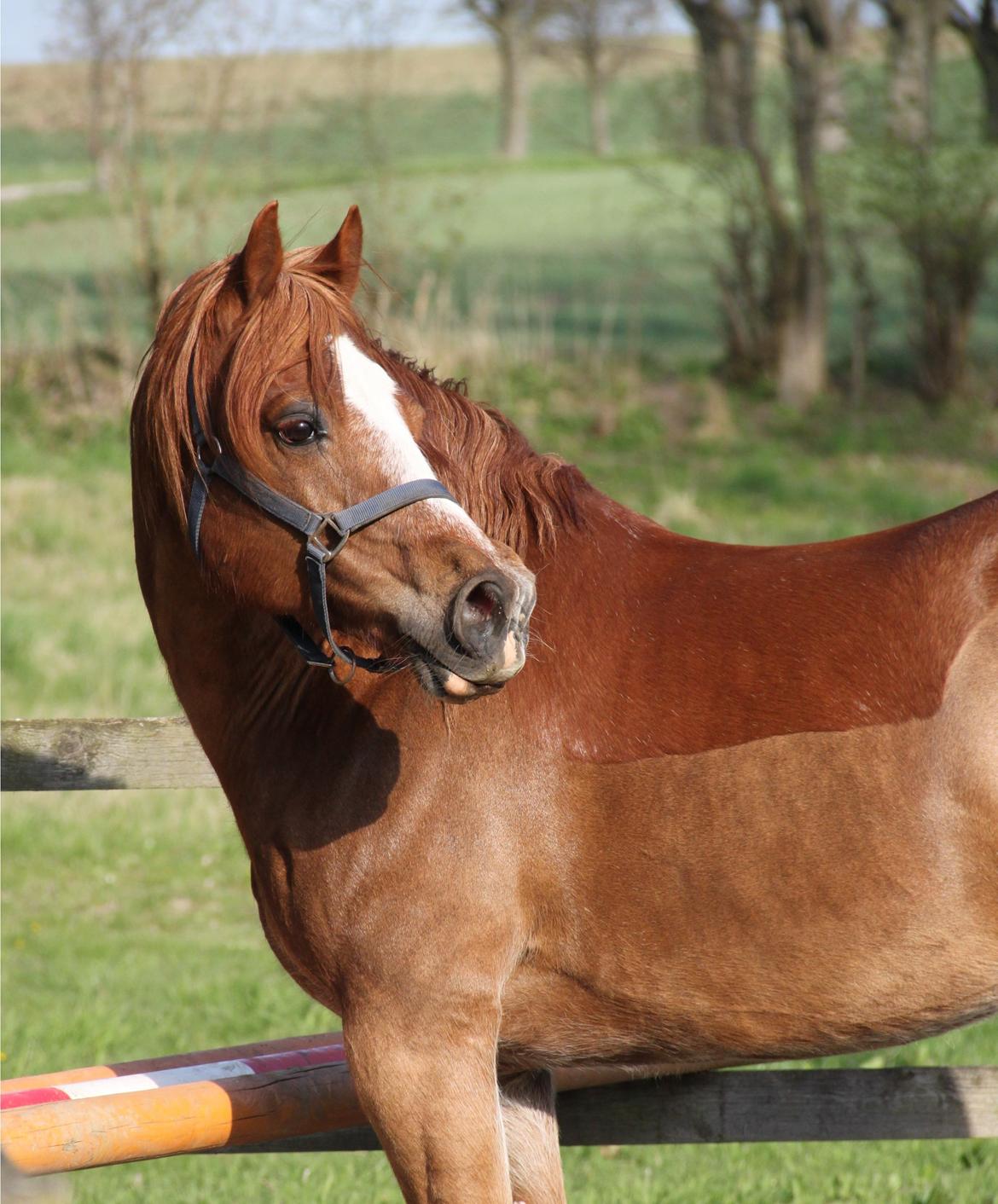 Welsh Cob (sec D) Valhallas Lord Matrafal billede 23