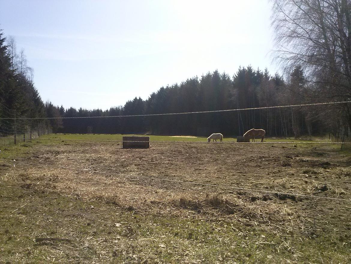 Dansk Miniature Frede - Det første billed af drengen der er ankommet til Søsum :) billede 2