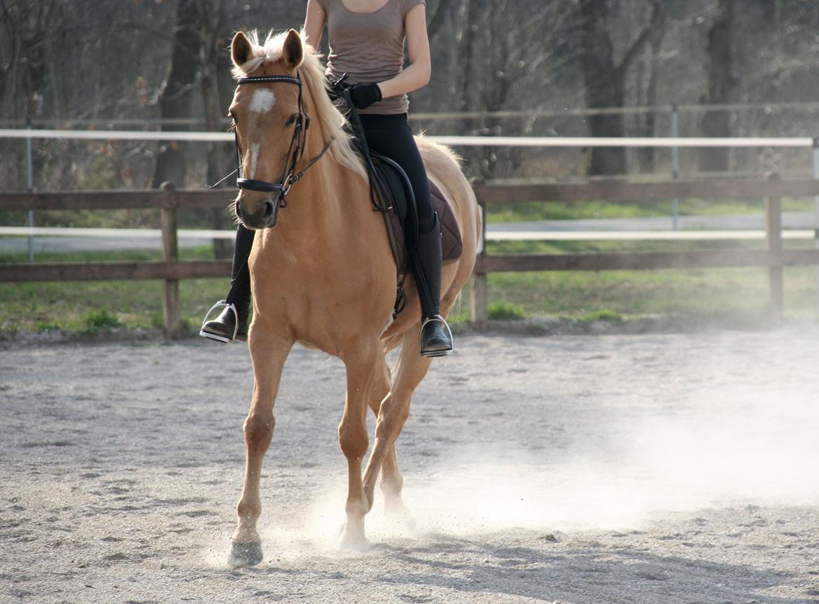 Palomino Chess Stauslykke - En meget glad hest!
Foto: Siw billede 5