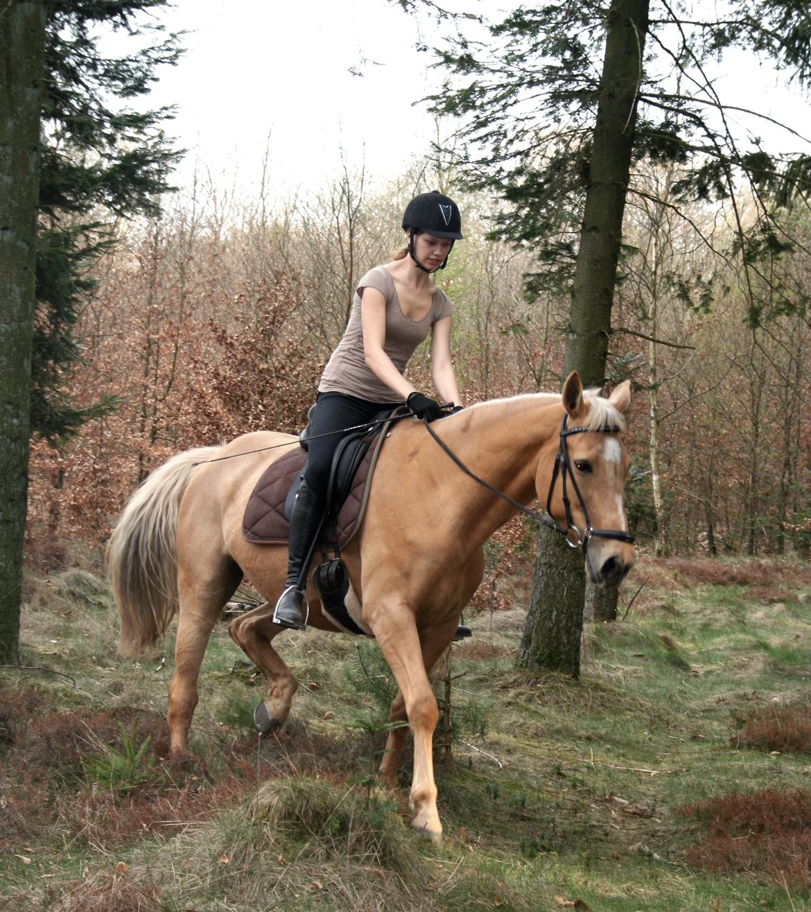 Palomino Chess Stauslykke - Foto: Siw billede 7