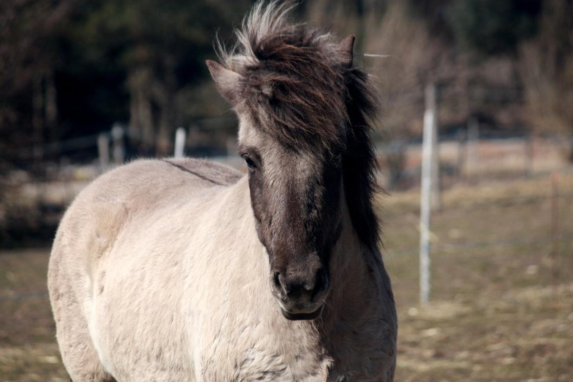 Islænder Oddi fra Oddakoti (mor's hest) - Står på marken og hygger sidst i april 2013. Fik endelig et billede af ham på afstand. Det er ikke nemt, at tage billeder af noget, som går én i hælene. billede 19
