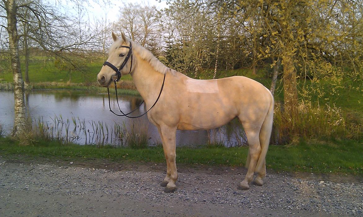 Palomino Bailey<3 - Skønne Bailey ved søen.. <3 billede 3