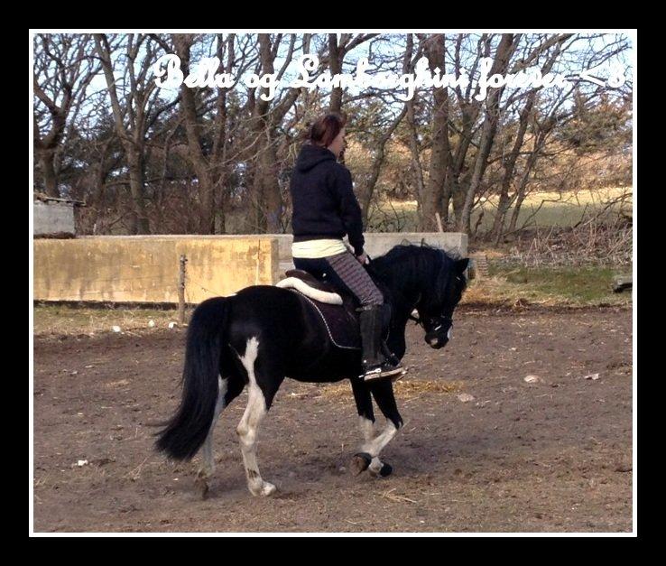 Pinto Piilgaardens Lamborghini <3 * HINGST * billede 12