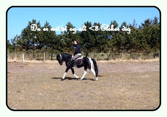 Pinto Piilgaardens Lamborghini <3 * HINGST * billede 13