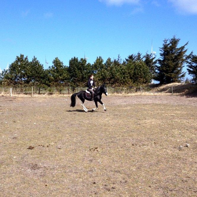 Pinto Piilgaardens Lamborghini <3 * HINGST * billede 14