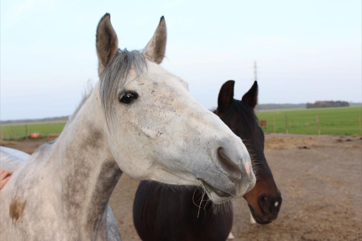 Anden særlig race India - Smukke India den 6/5-13 billede 15