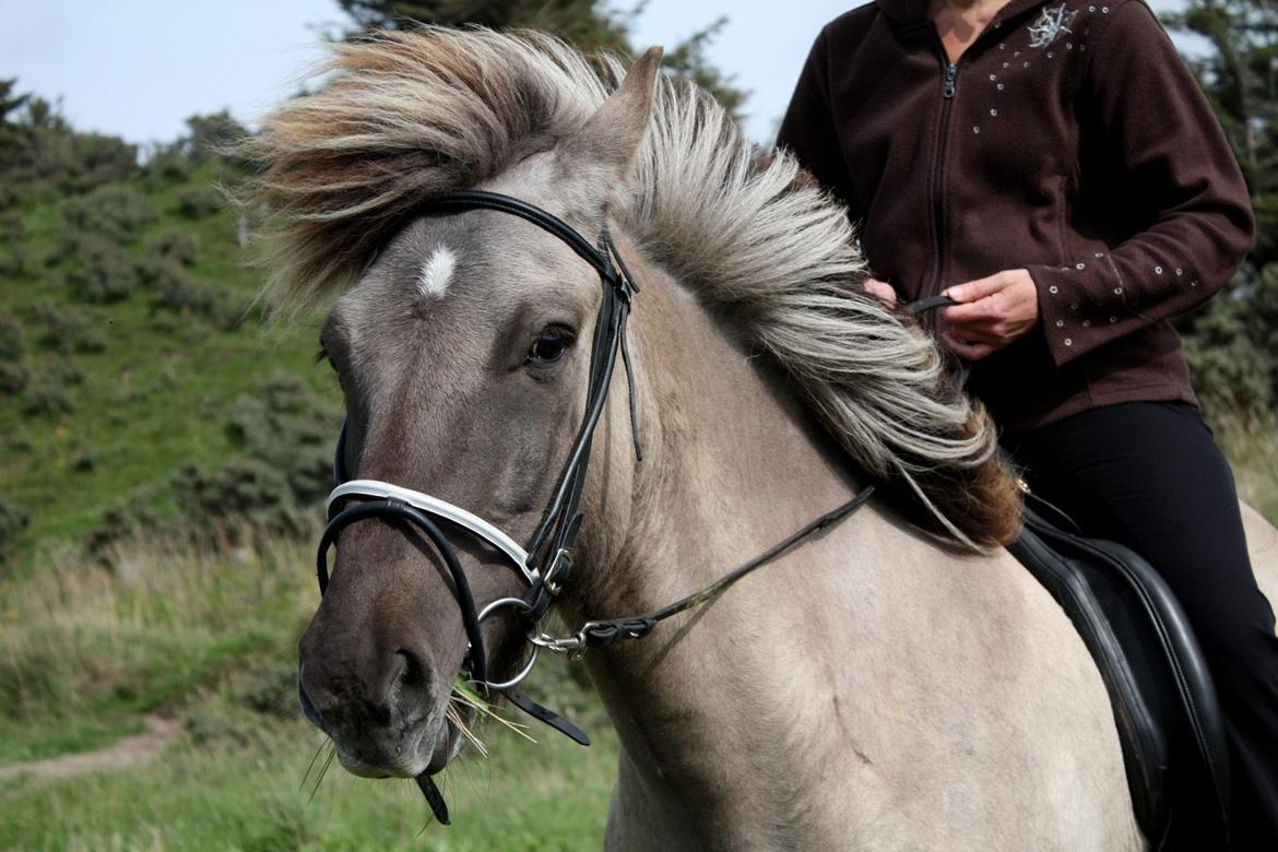 Islænder Oddi fra Oddakoti (mor's hest) - På tur med mor. Så bliver man bare ikke meget smukkere. billede 12