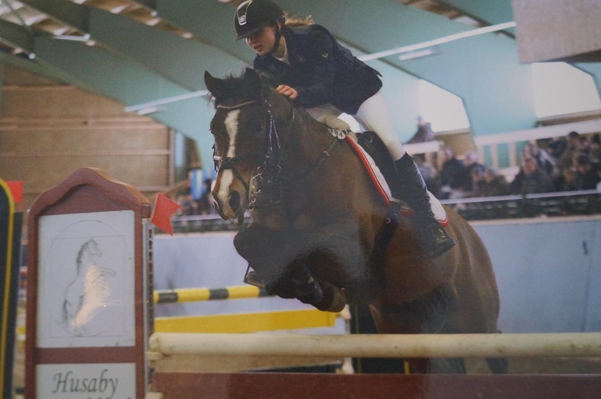 DSP Pikant V. - A pony - Baltic Cup Sverige - Lille tur 115 - 2013 <3 billede 4