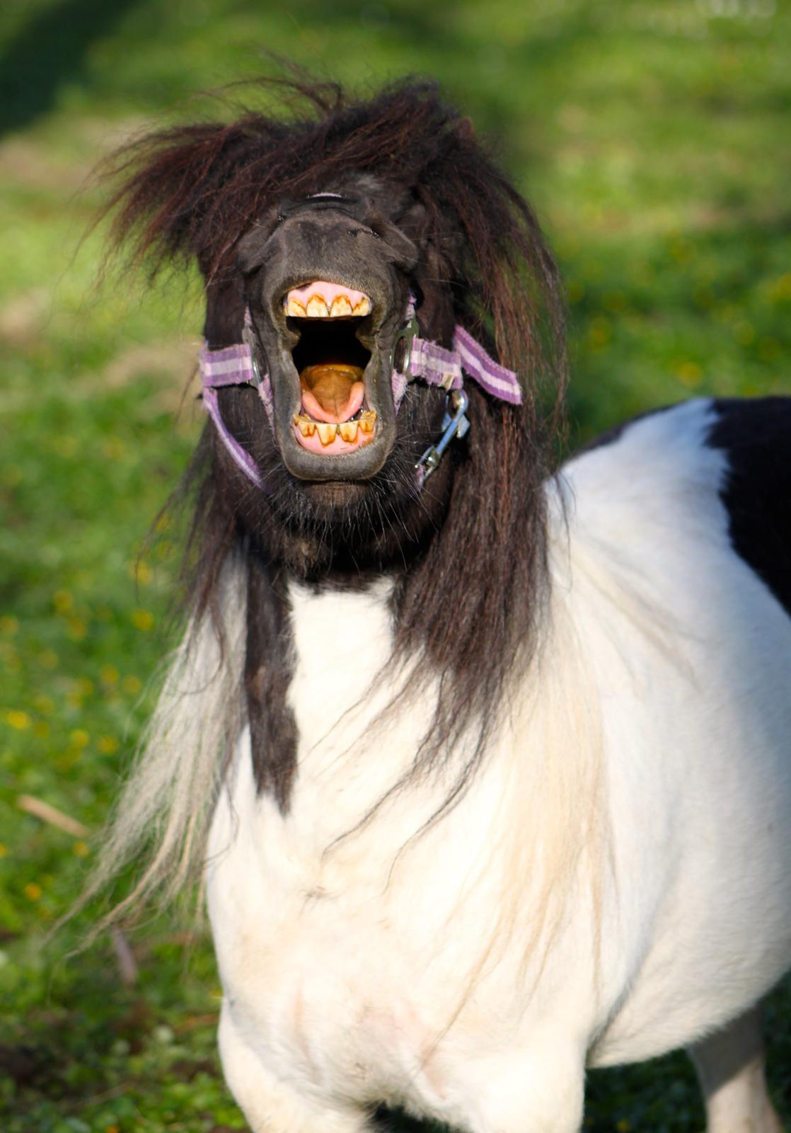 Miniature Magic Flash Back - En træ Magic! 5 års billede 19